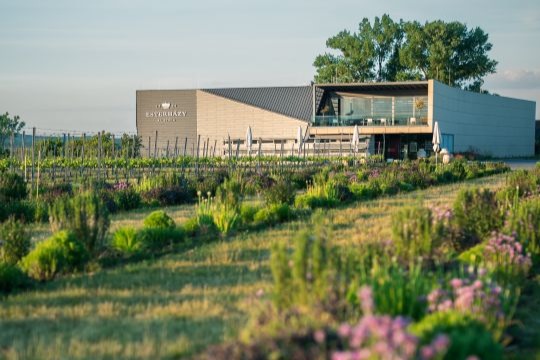 Ein Gebäude mit einem Weingarten im Vordergrund